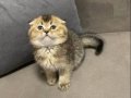 Scottish Fold