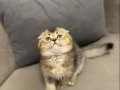 Scottish Fold