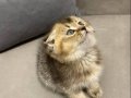 Scottish Fold