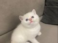 British Shorthair Sahiplendiriyorum