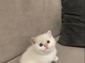British Shorthair Sahiplendiriyorum