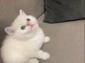 British Shorthair Sahiplendiriyorum