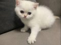 British Shorthair Sahiplendiriyorum