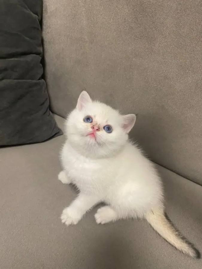 British Shorthair