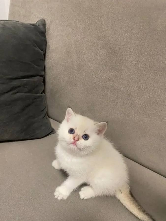 British Shorthair