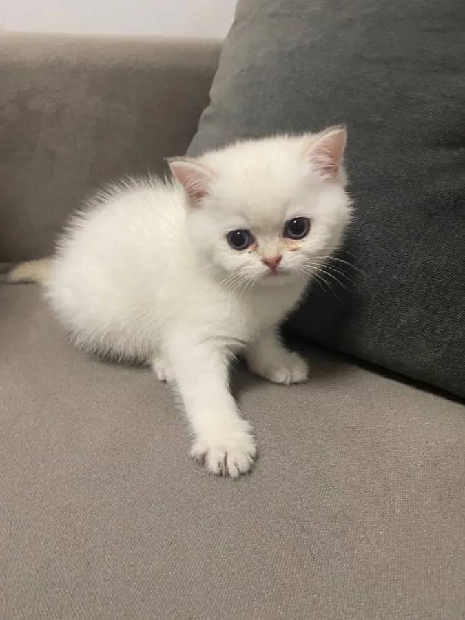 British Shorthair