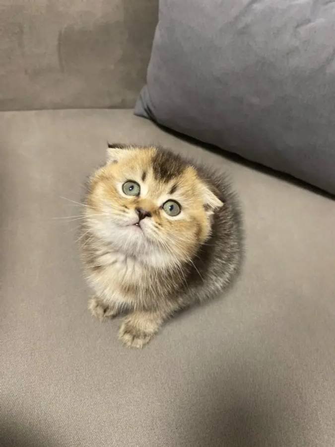 Scottish Fold