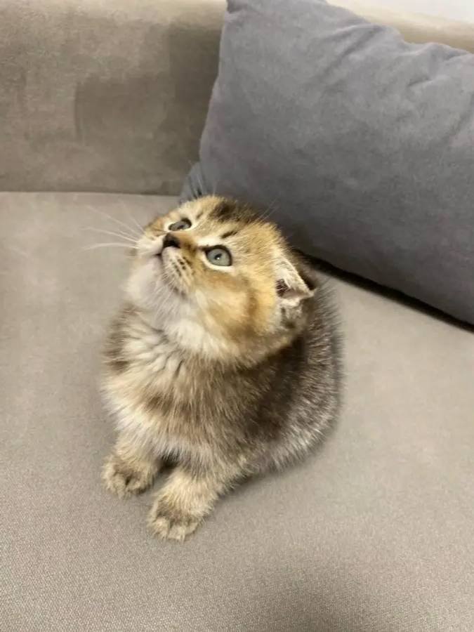 Scottish Fold