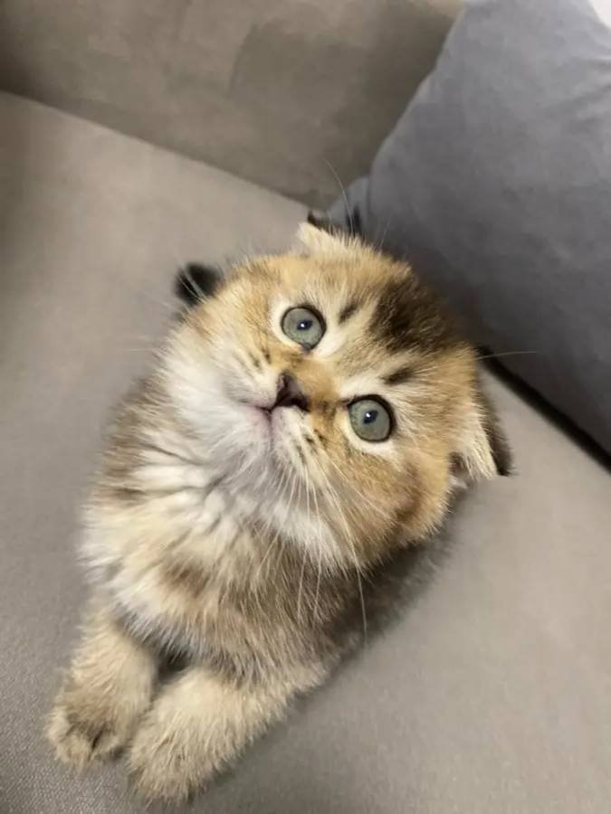 Scottish Fold