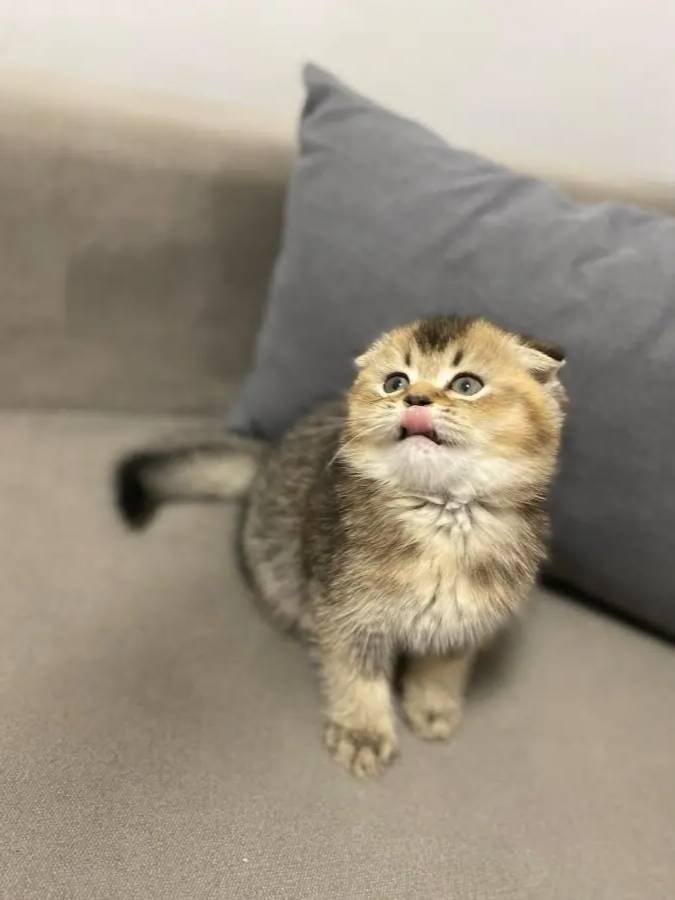Scottish Fold