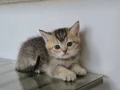 sahiplendirme 