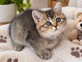 British Shorthair Yavru