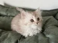 2 Aylık British Longhair