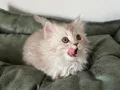 2 Aylık British Longhair