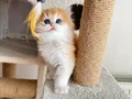 2 Aylık British Longhair