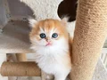 2 Aylık British Longhair