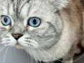 Ücretsiz Yetişkin british shorthair Uysal karakterli tatlı 