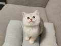 Gümüş renginde tatlı uysal oyuncu bebek british shorthair 