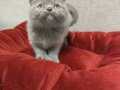 Sadece Ankara içine sevimli neşeli british shorthair 