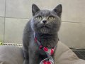  British Shorthair minik Kedişe yuva arıyoruz.