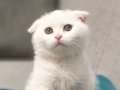 Sadece Ankara içine ücretsiz sevimli oyuncu Scottish Fold