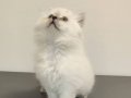 Ankara içine ücretsiz oyuncu british longhair sahiplendirme