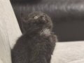 Ankara içine ücretsiz british shorthair oyuncu karakterli