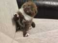 Sadece Ankara içine sahiplendirme scottish fold 