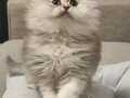 Silver Longhair Sadece Ankara içine hareketli oyuncu bebek