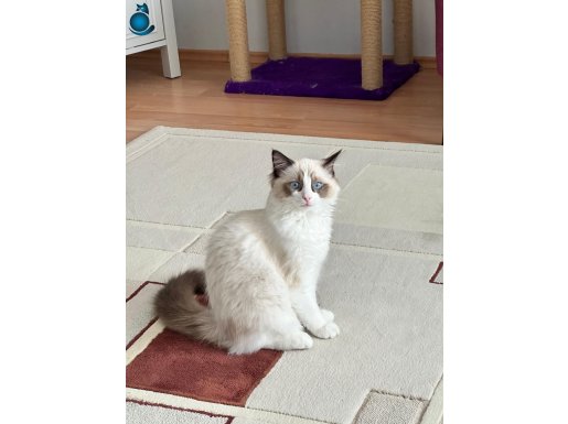 7 aylık erkek bicolor ragdoll