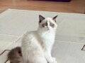 7 aylık erkek bicolor ragdoll