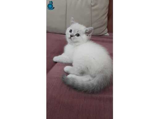 2 AYLIK ÇOK TATLI KEDİMİZ