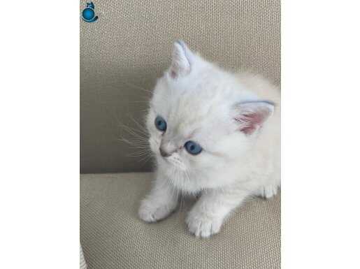 2 adet yavru
