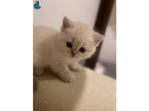 2 adet yavrumuz British Shorthair