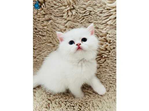 İzmir British Shorthair 