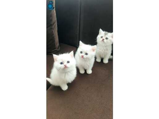 Mavi gözlü minikler yeni yuvalarına hazır uygunpuankalite