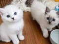 Safkan British Shorthair Yavrularımız Yeni Yuvasını Arıyor 