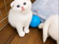 Safkan British Shorthair Yavrularımız Yeni Yuvasını Arıyor 