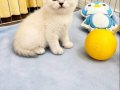 Safkan British Shorthair Yavrularımız Yeni Yuvasını Arıyor 