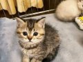 Safkan British Shorthair Yavrularımız Yeni Yuvasını Arıyor 