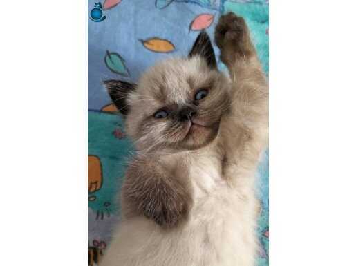 British shorthair yavru kedi