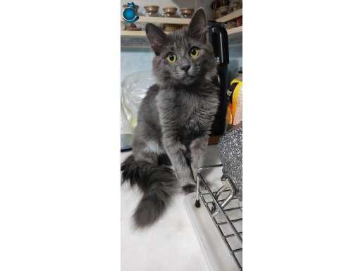 4 Aylik Rus Blue Nebelung asilari tam cipli ve pasaportlu