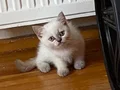 2 aylık 5 tane sevimli yavrumuz yeni yuvalarını arıyor
