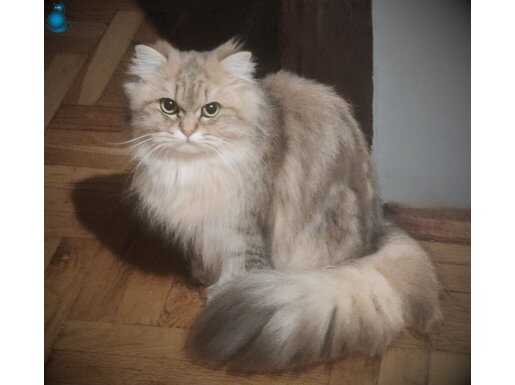 British longhair 