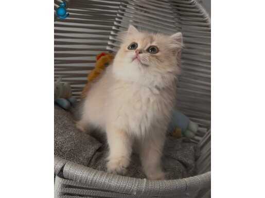 Sevgi pıtırcığı yakışıklı safkan british longhair bir bebek