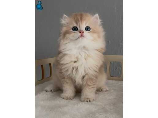 Tatlı mı tatlı safkan british golden longhair bir prens