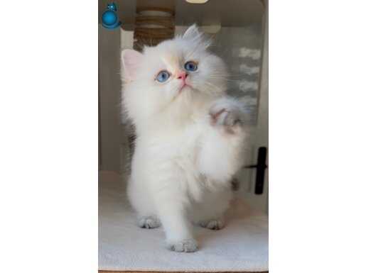 Pofuduk bir peluş oyuncak gibi tarlış bebek