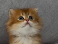 Yakışıklı safkan british longhair 