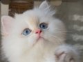 Pofuduk bir peluş oyuncak gibi tarlış bebek