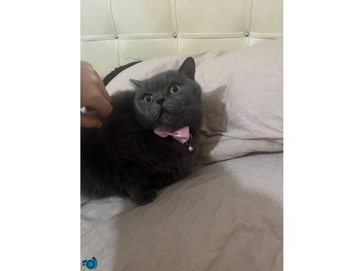 Çok sakin bir kedi ücretsiz aşıları tam kısır değildir 